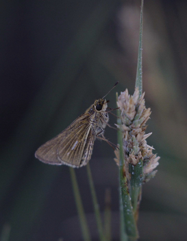 Salt Marsh Skipper